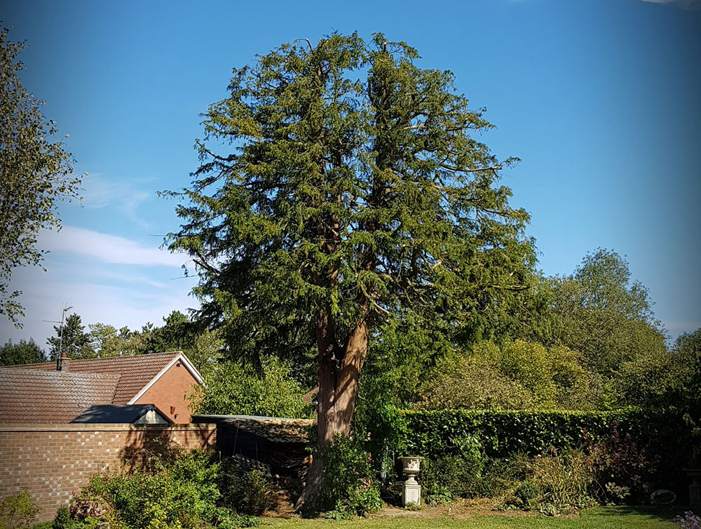  TREE SURGERY