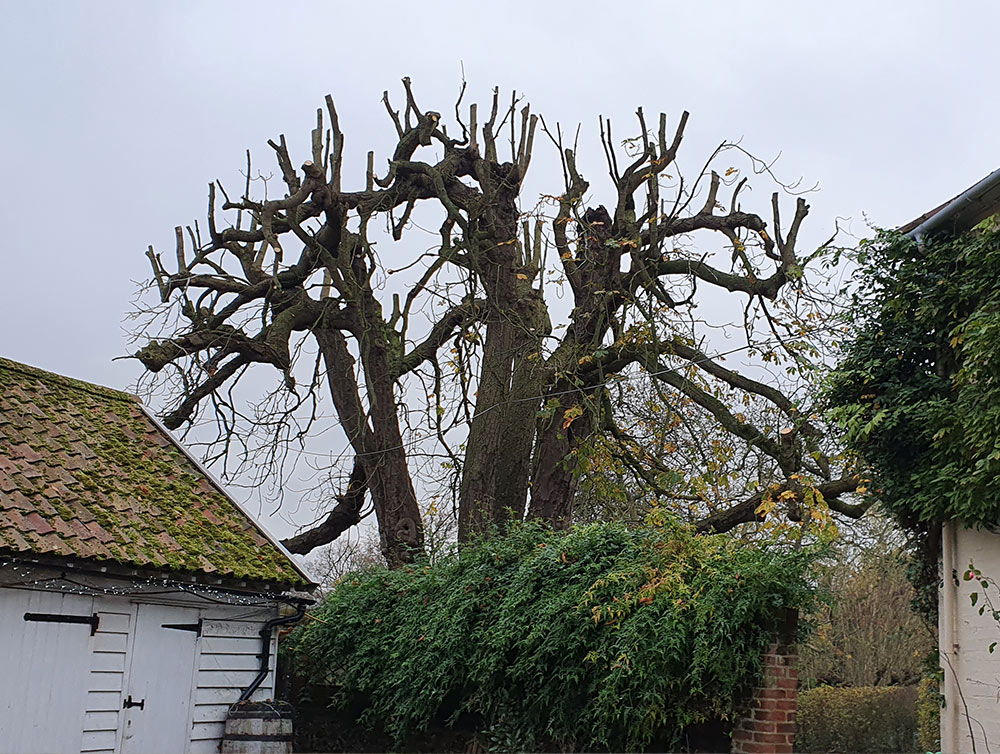 TREE CROWN WORK