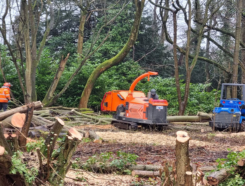 Tree Felling