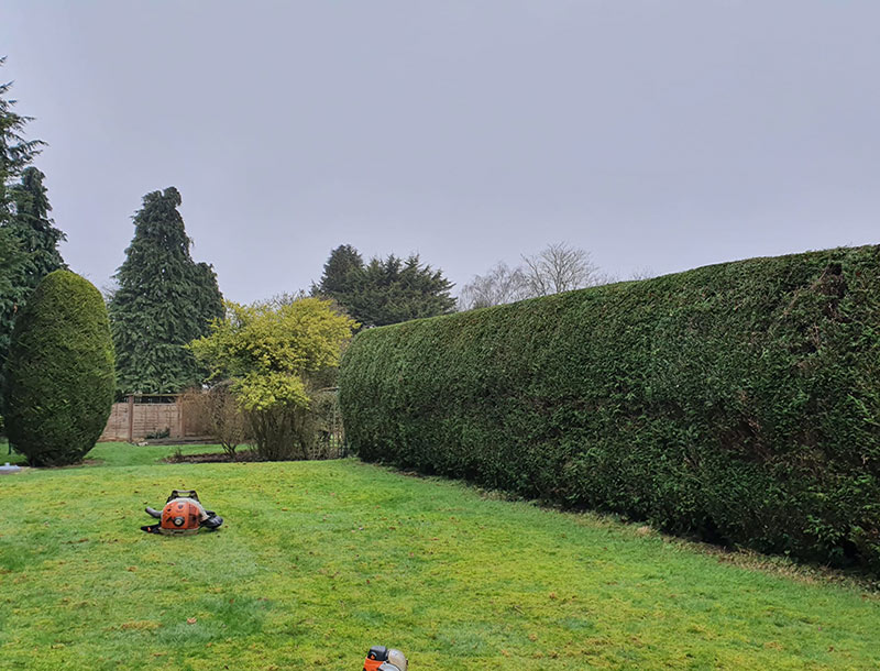 Hedge trimming