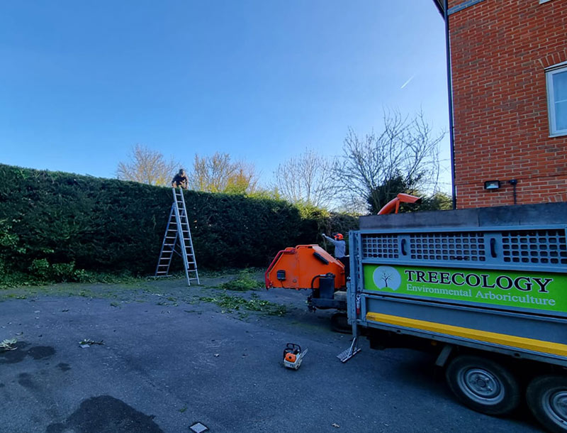 Hedge trimming