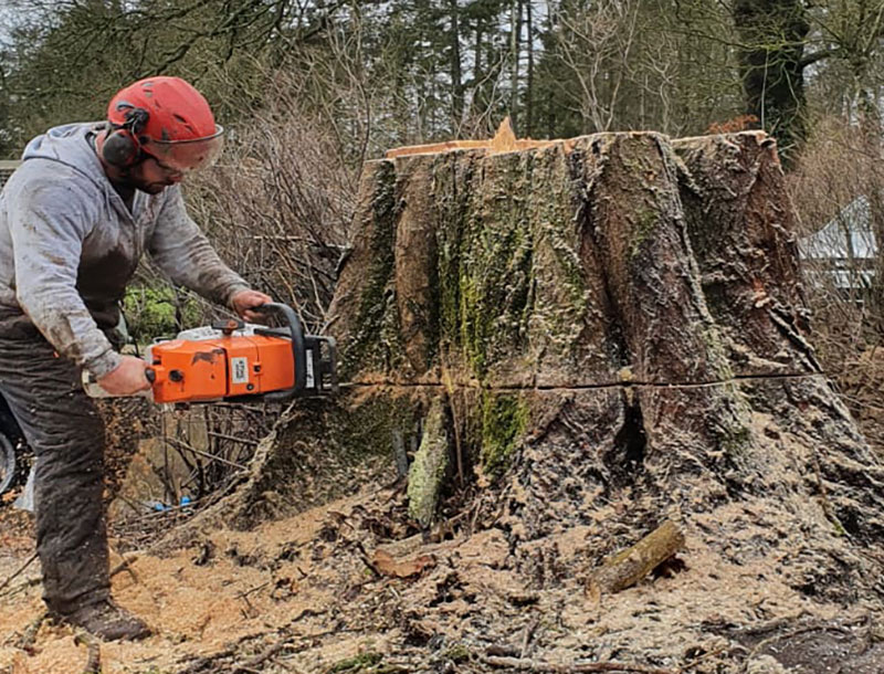 Tree Felling