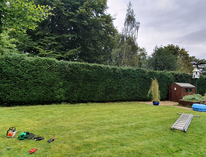 Hedge trimming