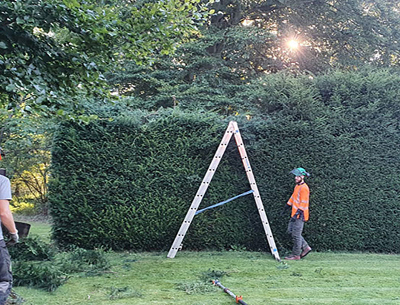 Hedge trimming